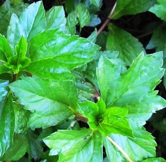 Wedelia :: Ervas medicinais